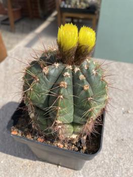 Notocactus ottonis